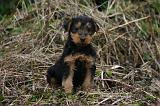 WELSH TERRIER 155